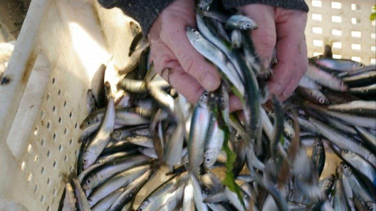 Снимка: архив "Булфото"