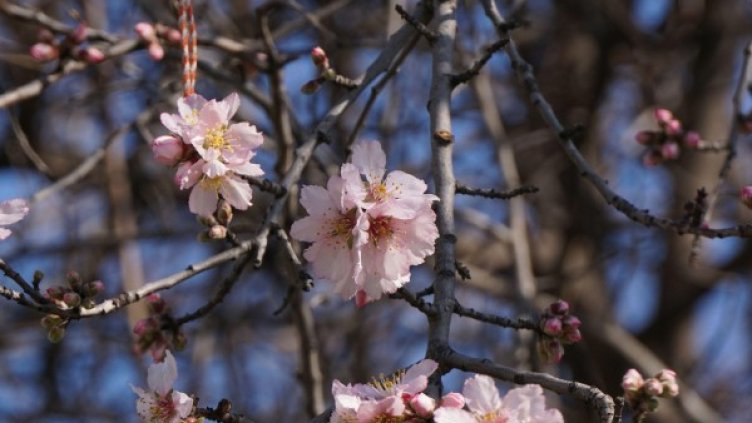 Снимка: Булфото