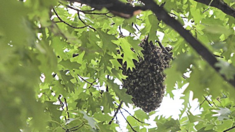 Снимка: Bulgaria ON AIR