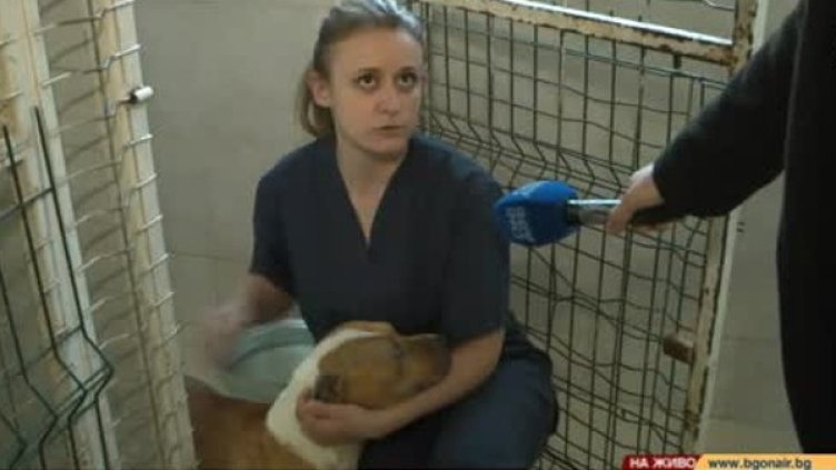 58 в ареста за боеве с кучета, отнети са 9 питбула. Какво е състоянието им?