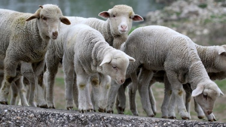 Снимка: Pixabay