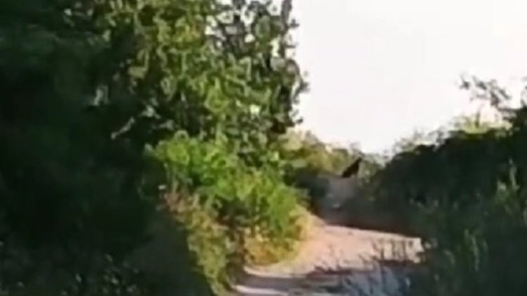 Забелязали шуменския леопард до с. Бели лом?