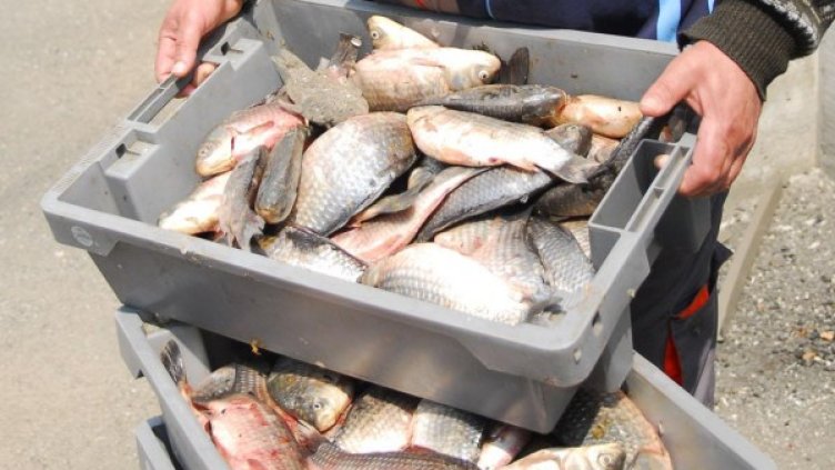 Снимка: Архив, Булфото