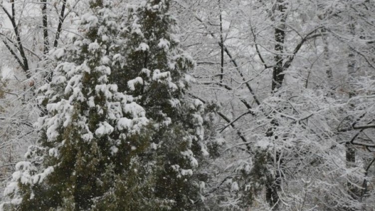 Снимка: архив, Булфото