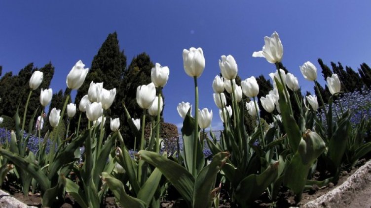 Архив: Булфото