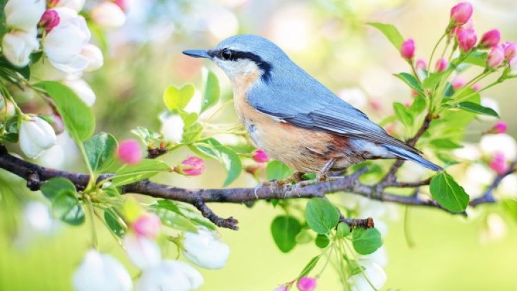 Снимка: pixabay.com