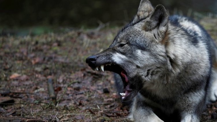 Снимка: Reuters