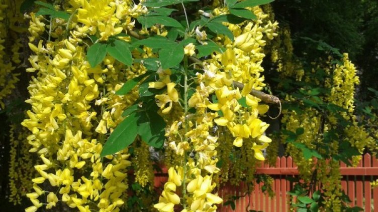 Снимка: Pixabay