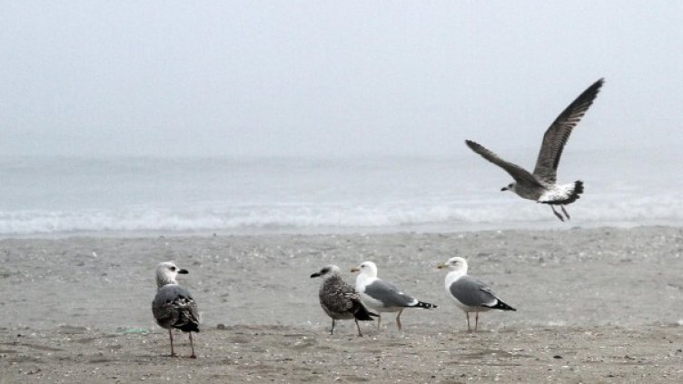 Снимка: Булфото, архив