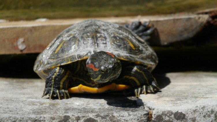 Снимка: архив "Булфото"