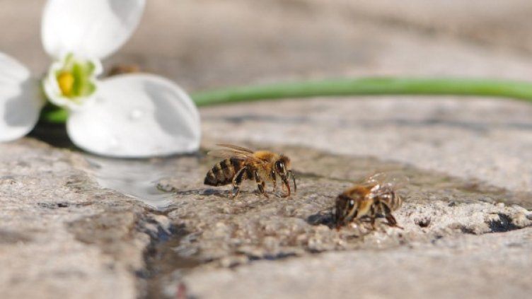 Снимка: архив "Булфото"