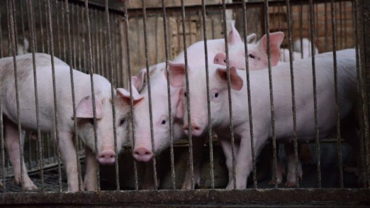 Снимка: pixaBay