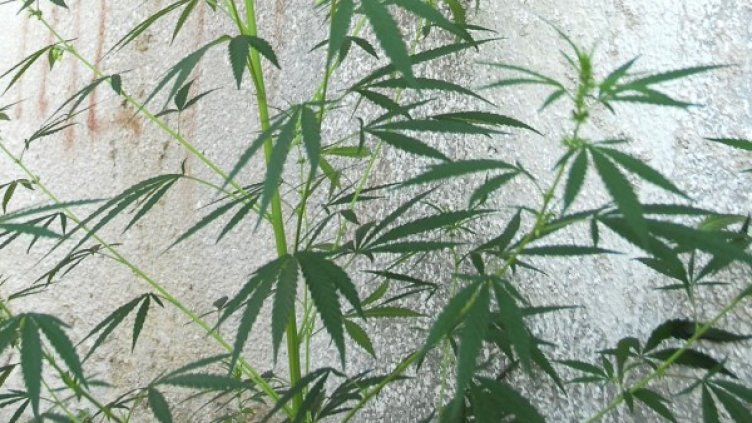 Снимка: архив, БулФото