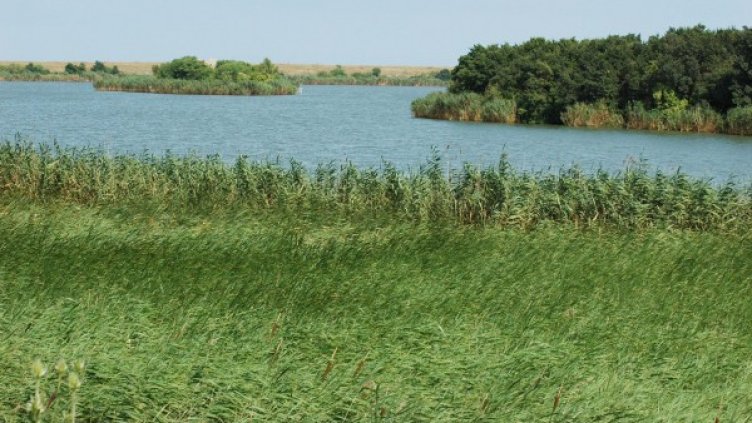 Архив: Булфото