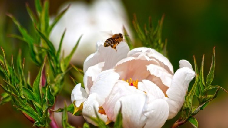 Снимка: Pixabay