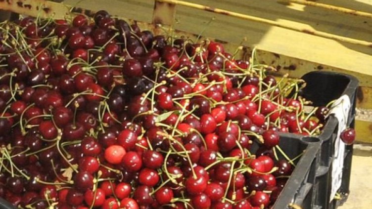 Снимка: Булфото, архив