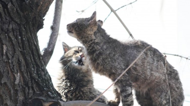 Снимка: архив "Булфото"