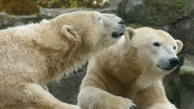 Снимка: Pixabay