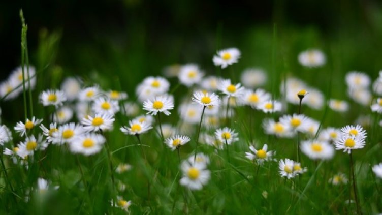 Снимка: pixabay