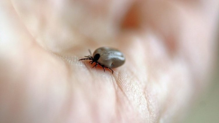 Снимка: Pixabay