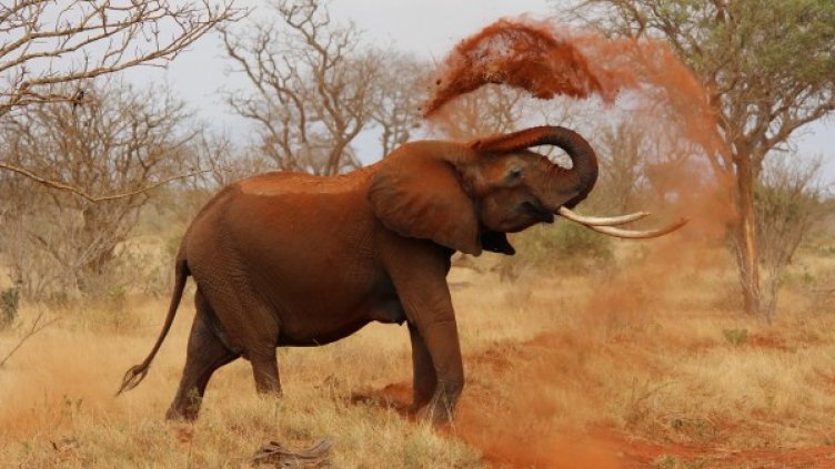 Снимка: Pixabay