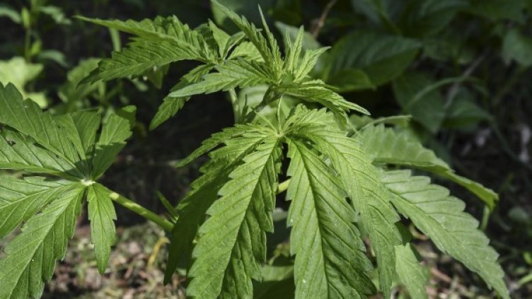 Снимка: архив "Булфото"