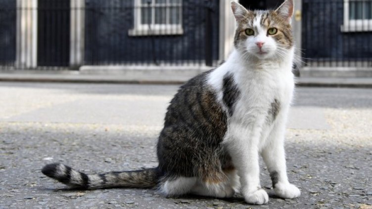 Стожерът на стабилността на Даунинг стрийт 10: Котаракът Лари