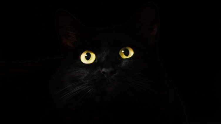 Снимки: Pixabay