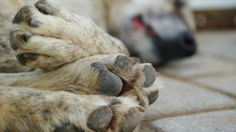 Снимка: pixaBay