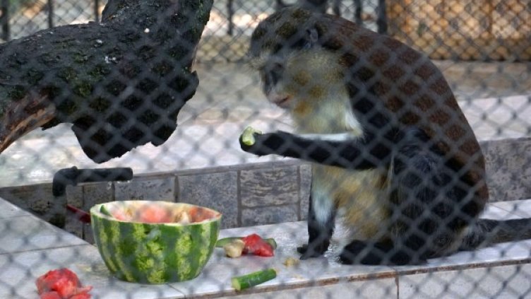 Снимка: Архив, Булфото