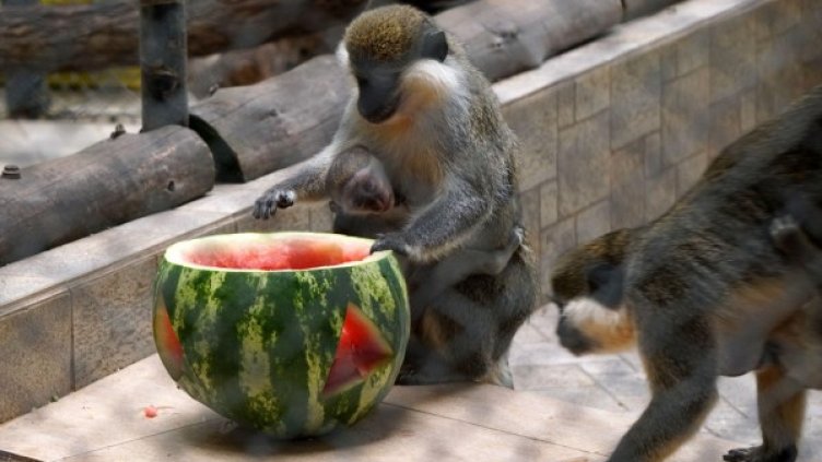 Снимка: Булфото, архив