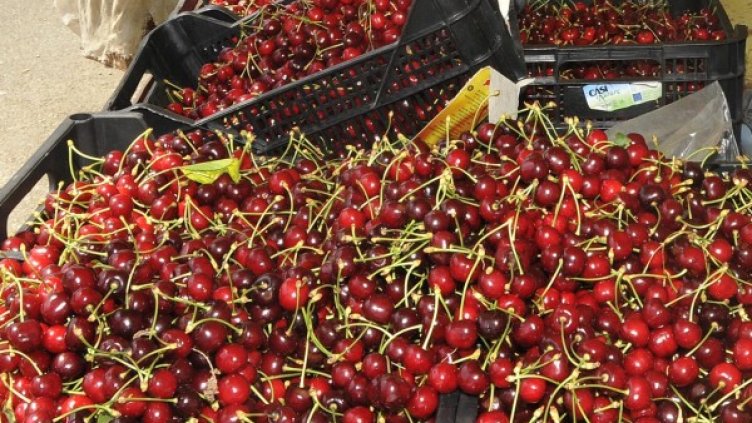 Снимка: архив, БулФото