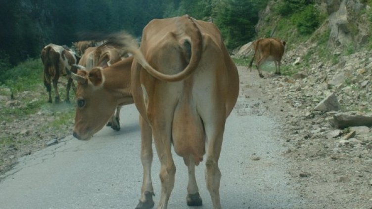 Архив: Булфото