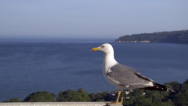 Архив: Булфото