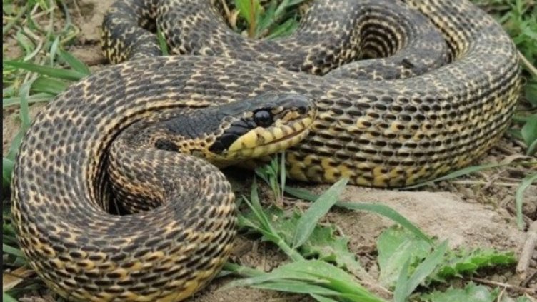 Снимка: Община Сливен