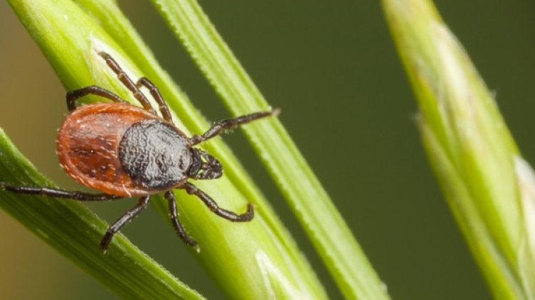 Снимка: Istock