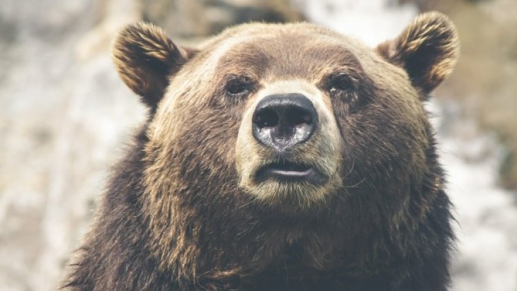 Снимка: Pixabay