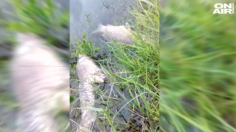 Кадър: Bulgaria ON AIR