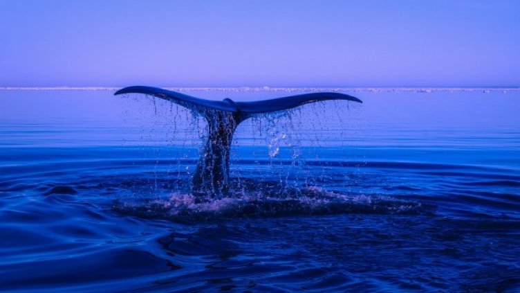 Снимка: Pixabay