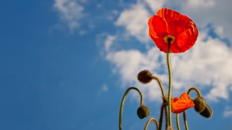 Изпращаме седмицата със слънчево време без дъжд и облаци