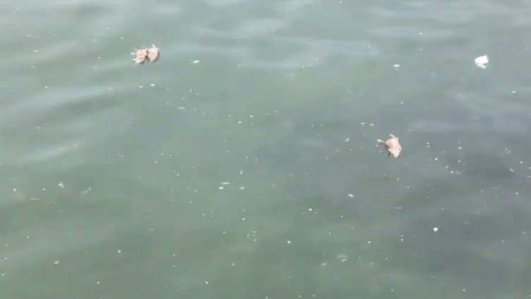 Снимка: YouTube