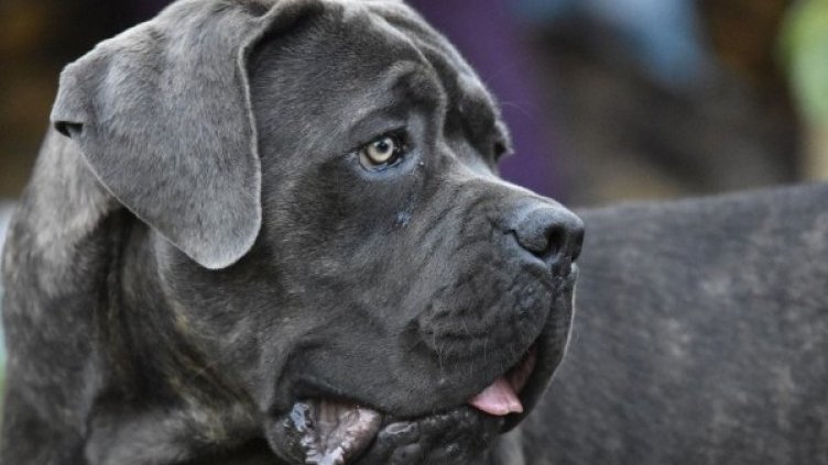 Снимка: Pixabay