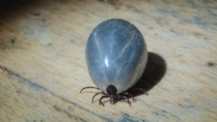 Снимка: Pixabay