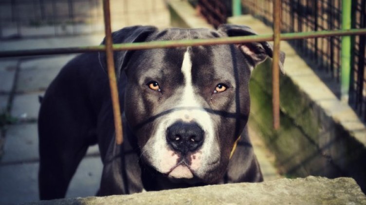 Снимка: Pixabay