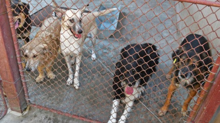 Снимка: архив, БулФото