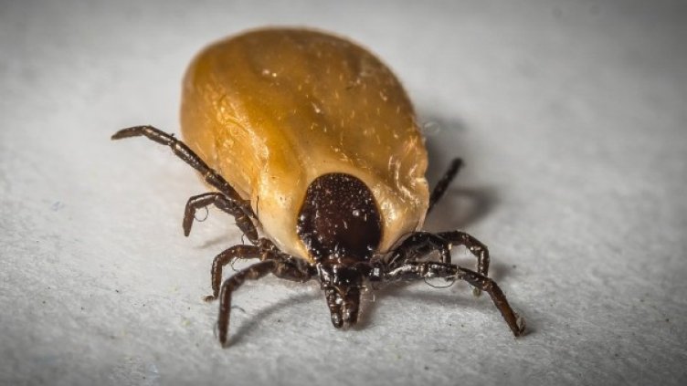 Снимка: Pixabay