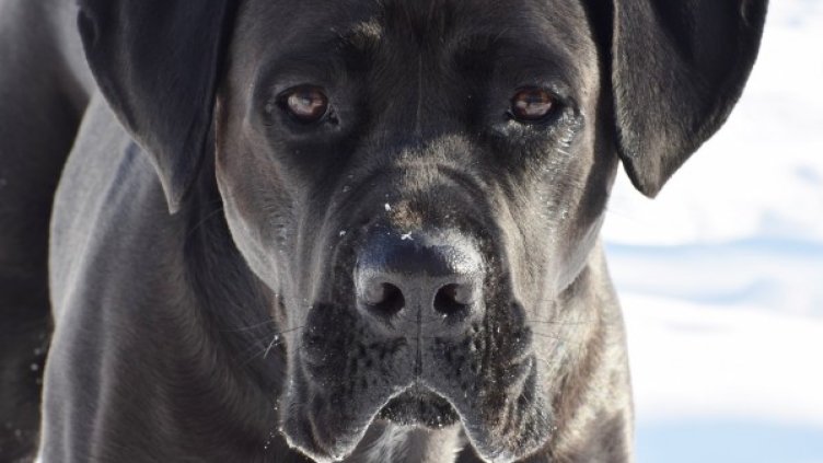 Снимка: pixabay.com