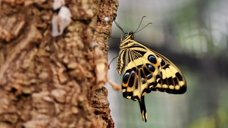 Снимка: Pixabay