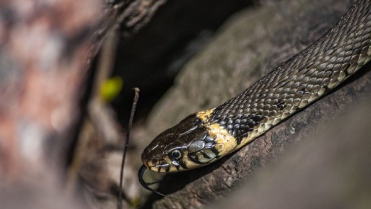 Снимка: Pixabay