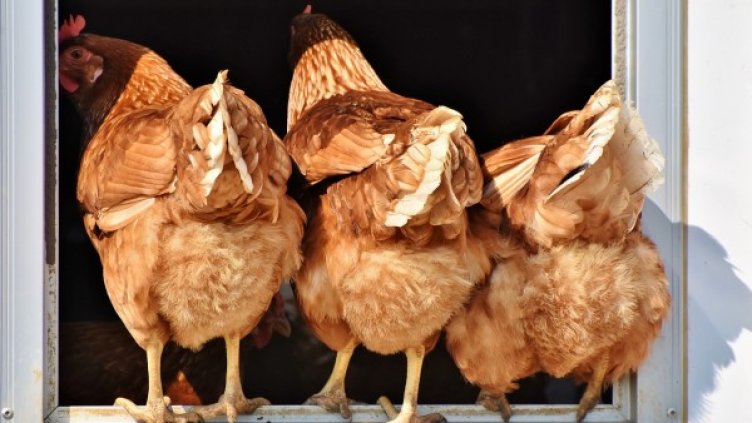 Снимка: Pixabay